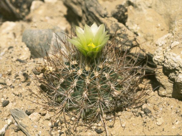 Sclerocactus parviflorus ssp.parviflorus