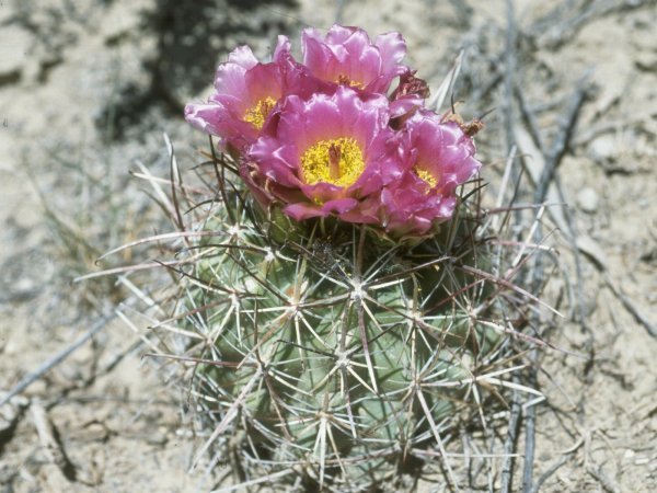 Sclerocactus parviflorus ssp.parviflorus