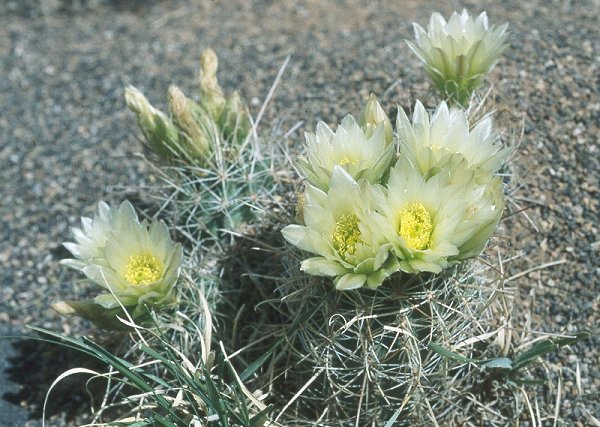 Sclerocactus parviflorus fa. terrae-canyonae