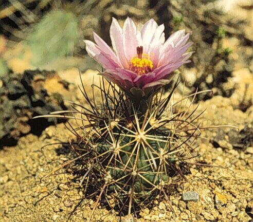 Sclerocactus parviflorus ssp.parviflorus