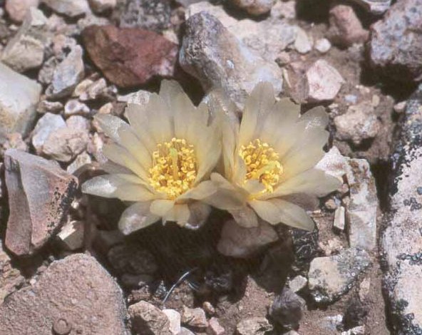 Pediocactus paradinei