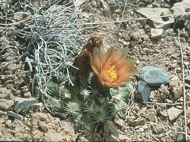 Pediocactus bradyi ssp. despainii