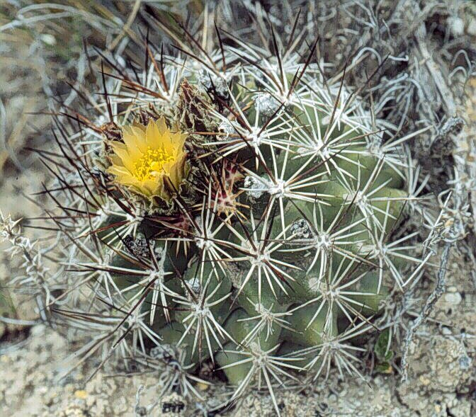 Pediocactus sileri