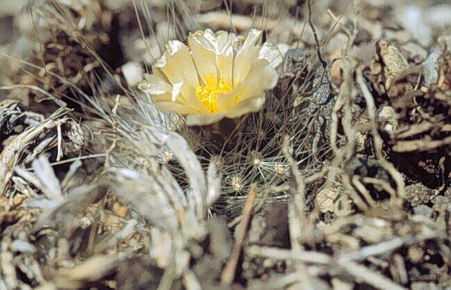 Pediocactus paradinei