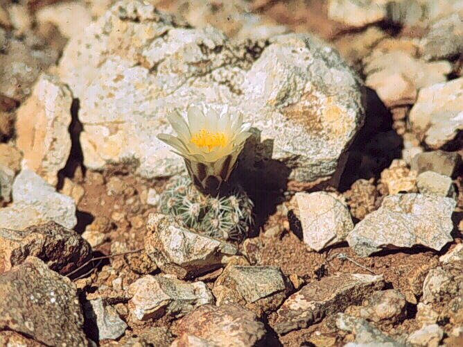 Pediocactus bradyi ssp.bradyi