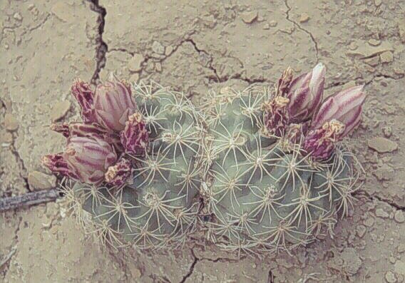 Sclerocactus mesae-verdae