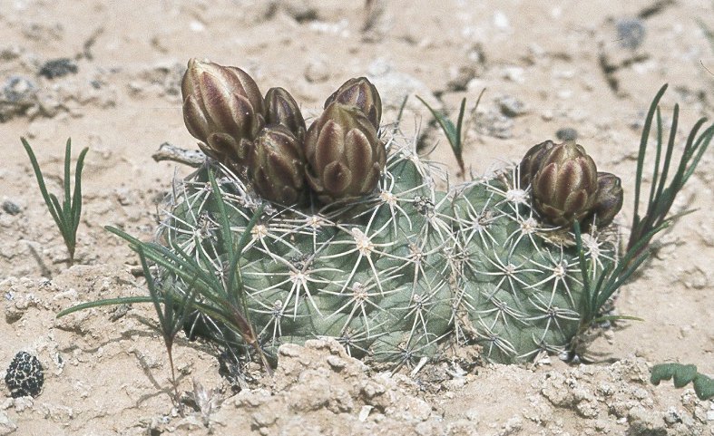 Sclerocactus mesae-verdae