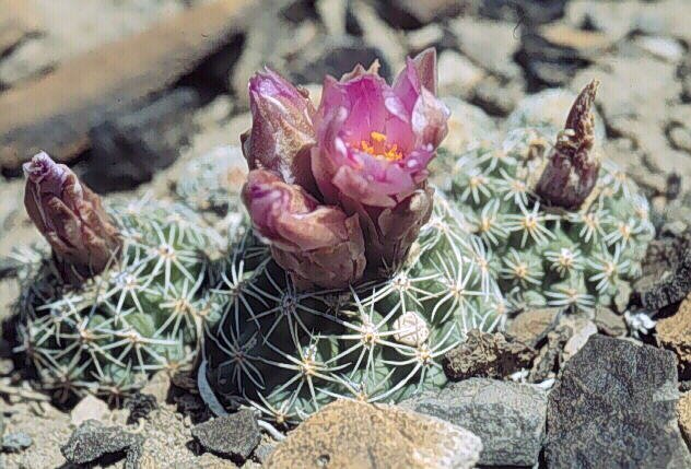 Sclerocactus wetlandicus ssp.ilseae