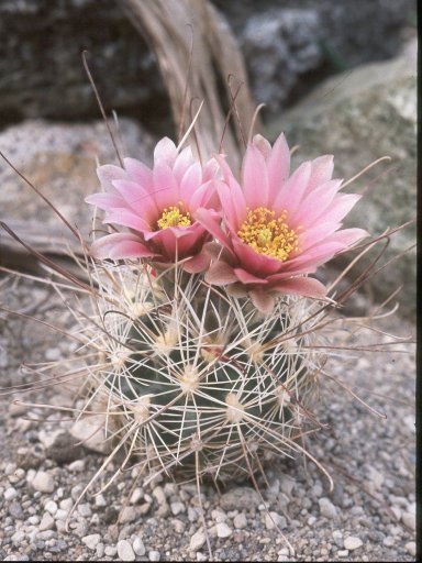 Sclerocactus nyensis