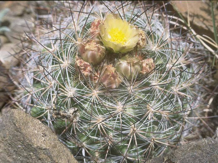 Pediocactus simpsonii ssp.robustior