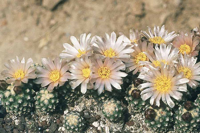 Pediocactus knowltonii