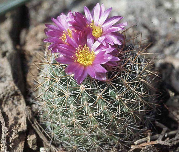 Pediocactus nigrispinus ssp.indranus