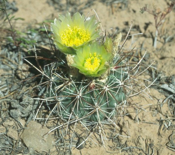 Sclerocactus parviflorus fa. variiflorus