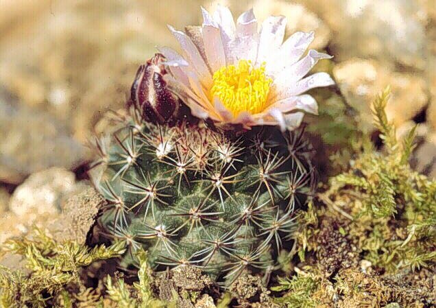 Pediocactus simpsonii ssp.simpsonii