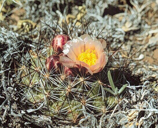 Pediocactus simpsonii fa.kuenzleri