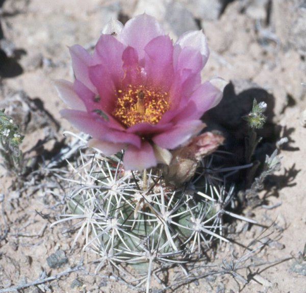 Sclerocactus parviflorus fa. macrospermus