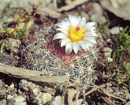 Pediocactus simpsonii fa.flaminggorgensis